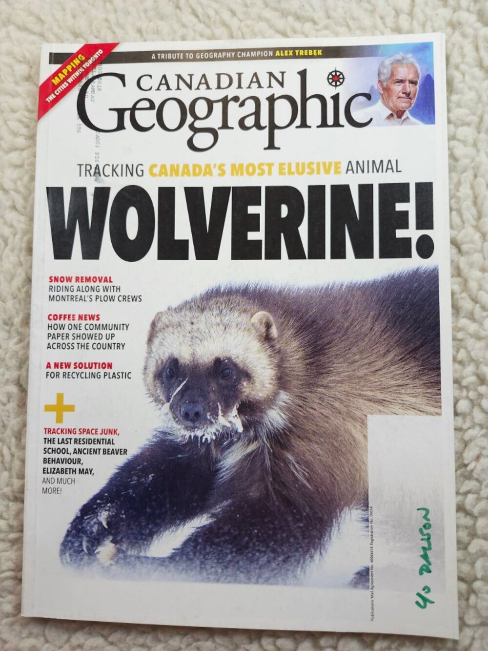 Canadian Geographic Wolverine Tracking Canada's Most Elusive Animal Issue!